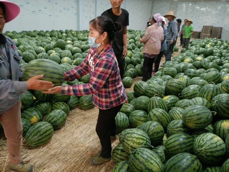 西瓜正在今行中