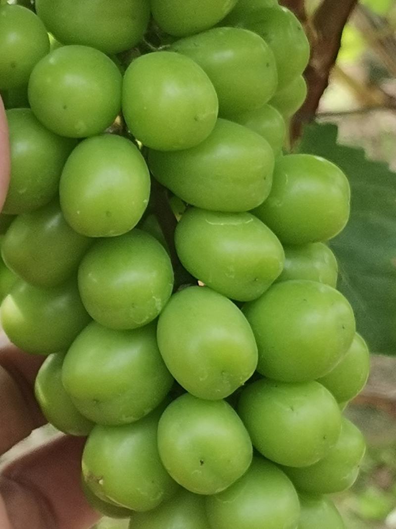 葡萄，阳光玫瑰，颗颗饱满
