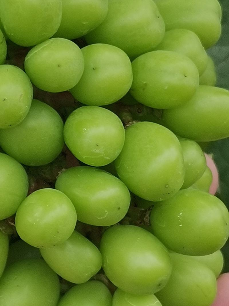 葡萄，阳光玫瑰，颗颗饱满