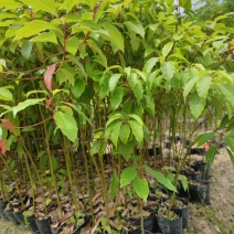 香樟保证质量严守把关货到出现类似规格问题、不对