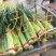 精品邳州小红帽已经大量上市，适合每个小市场精品邳州小红帽