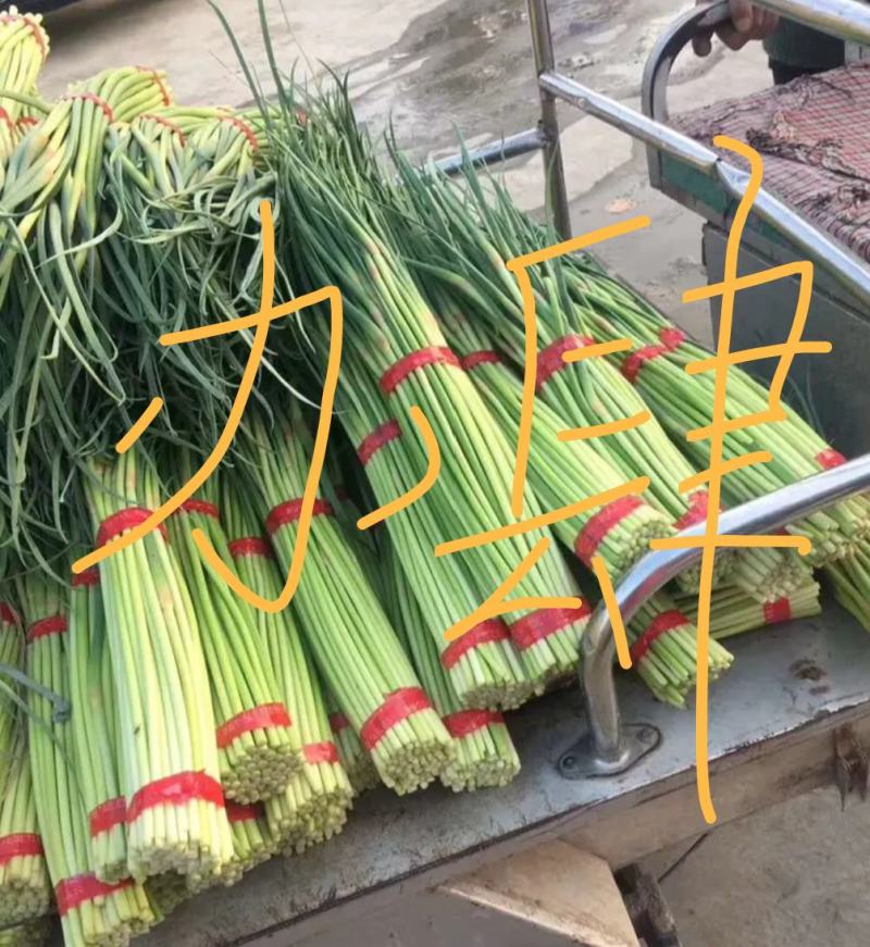 精品邳州小红帽已经大量上市，适合每个小市场精品邳州小红帽