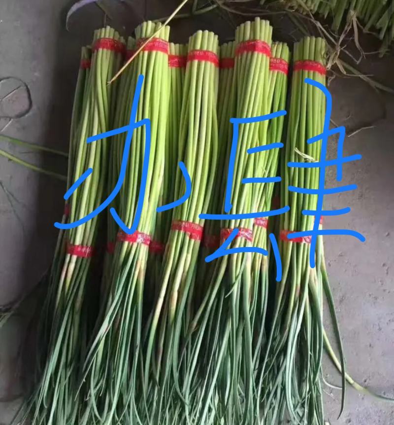 精品邳州小红帽已经大量上市，适合每个小市场精品邳州小红帽