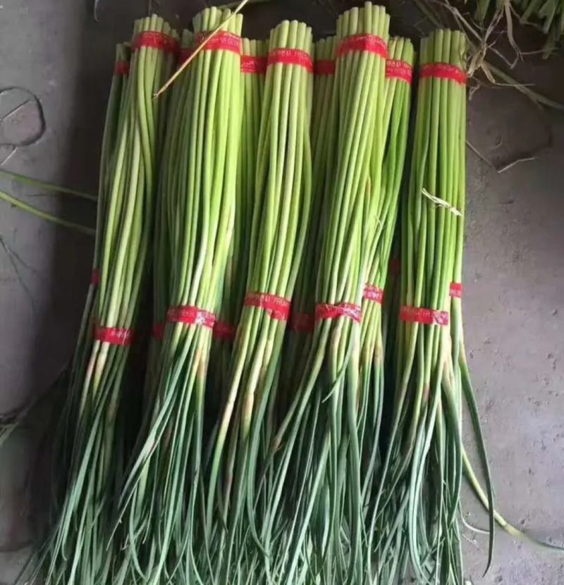 精品邳州小红帽已经大量上市，适合每个小市场精品邳州小红帽
