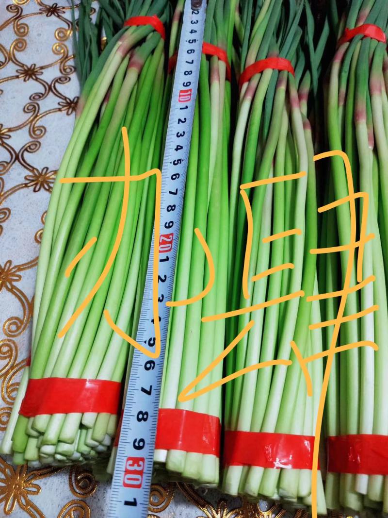精品邳州小红帽已经大量上市，适合每个小市场精品邳州小红帽
