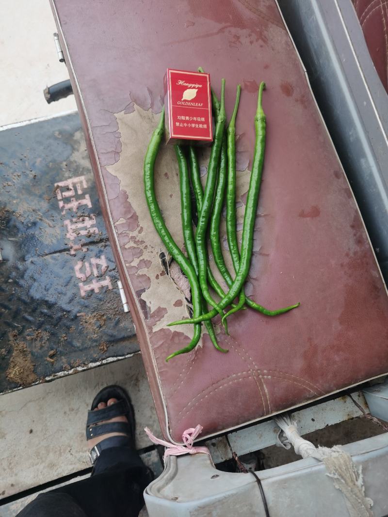 线椒20～30厘米中辣青条直顺颜色光了品质好欢迎新