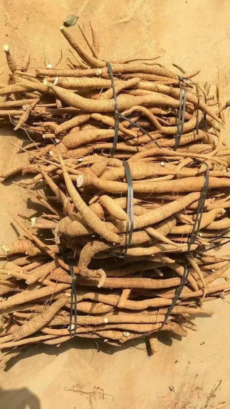 产地直批新鲜牛大力