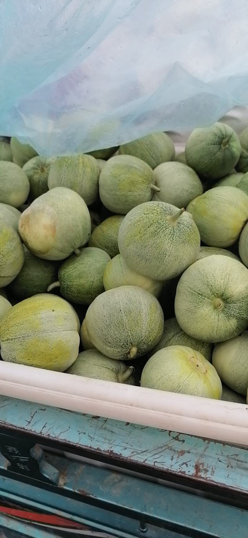 绿宝甜瓜基地直供，甜瓜马上大量上市可对接电商超市可代发货
