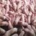 种猪场苏太母猪高产母猪太湖大白长白二元直供量大优惠