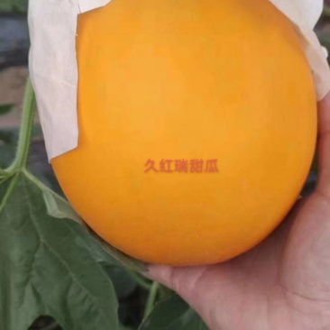 久红瑞
