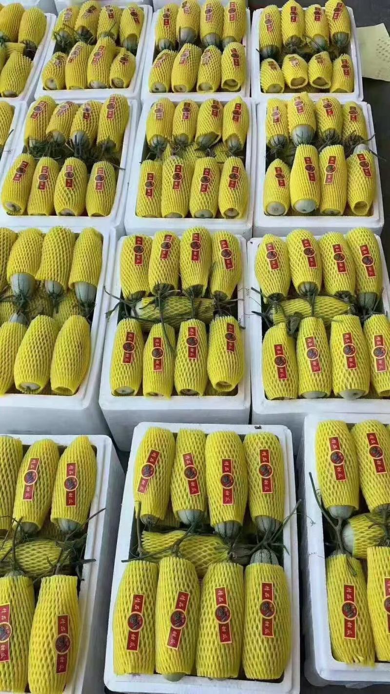 博洋六