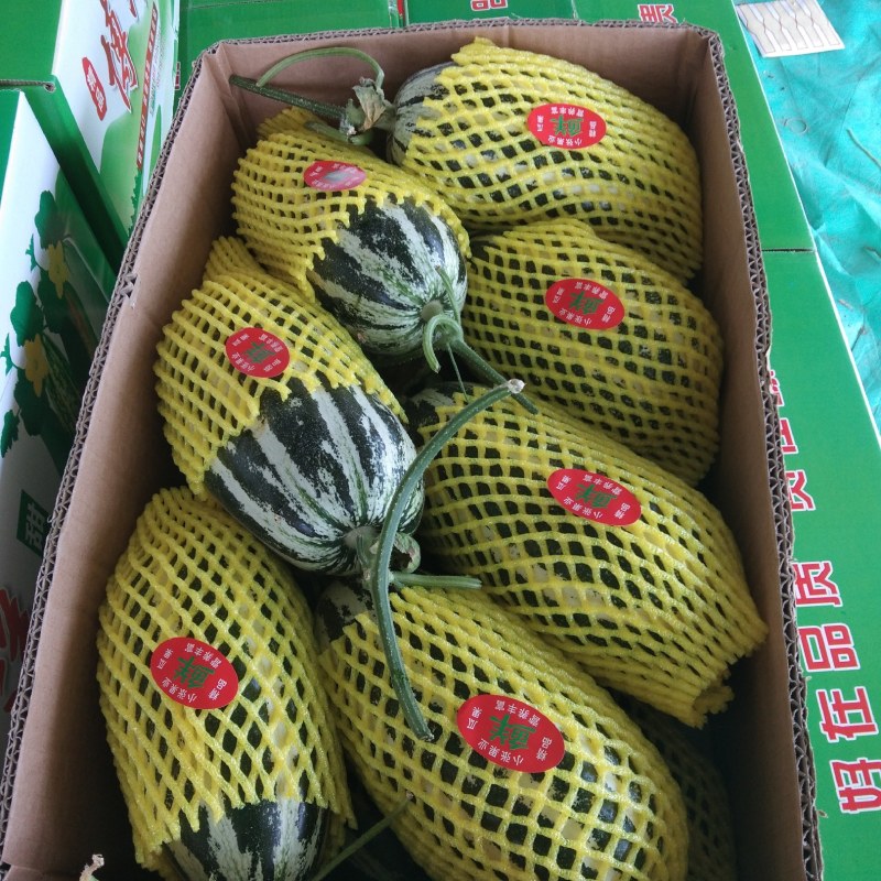 山东精品博洋九号甜瓜，标准泡沬箱十斤装一级贴标，供货。