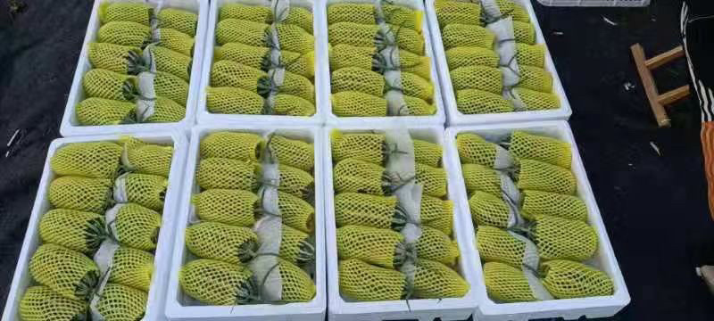 （精品货源）博洋9甜瓜，口感好，万亩甜瓜基地，全国接单