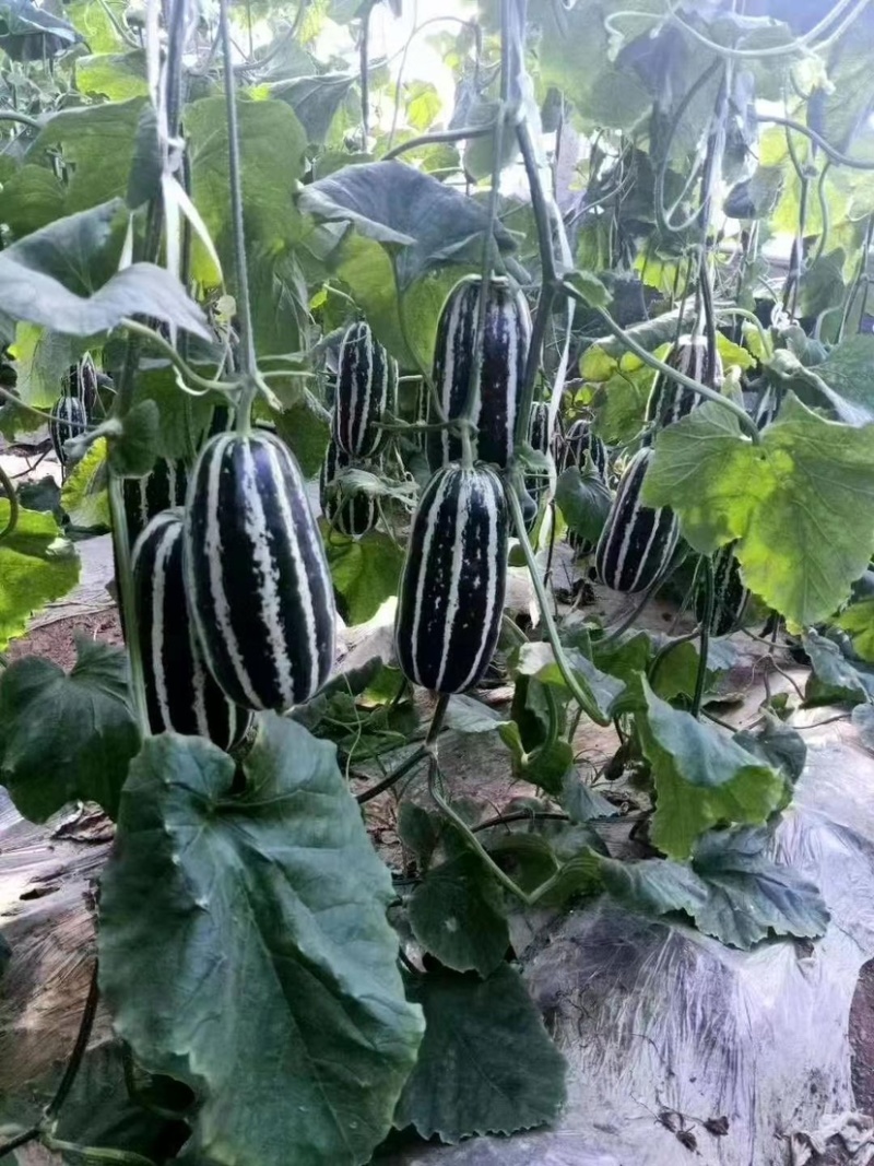 （精品货源）博洋9甜瓜，口感好，万亩甜瓜基地，全国接单