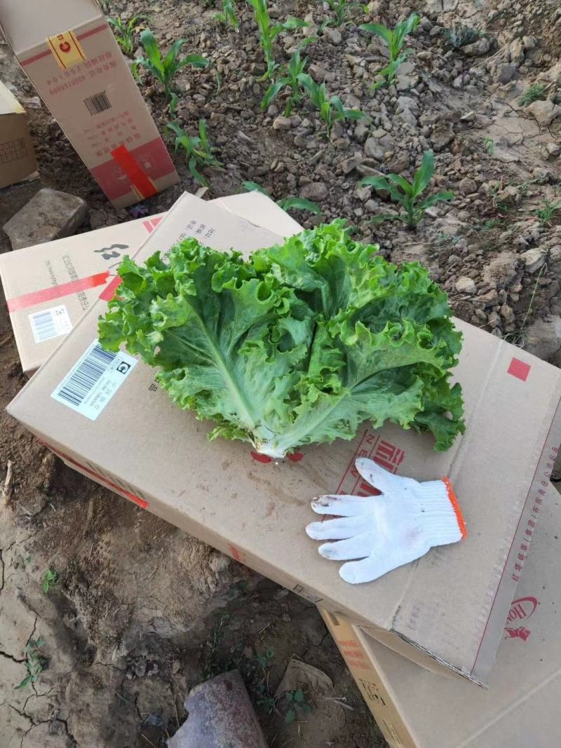 精品叶生菜