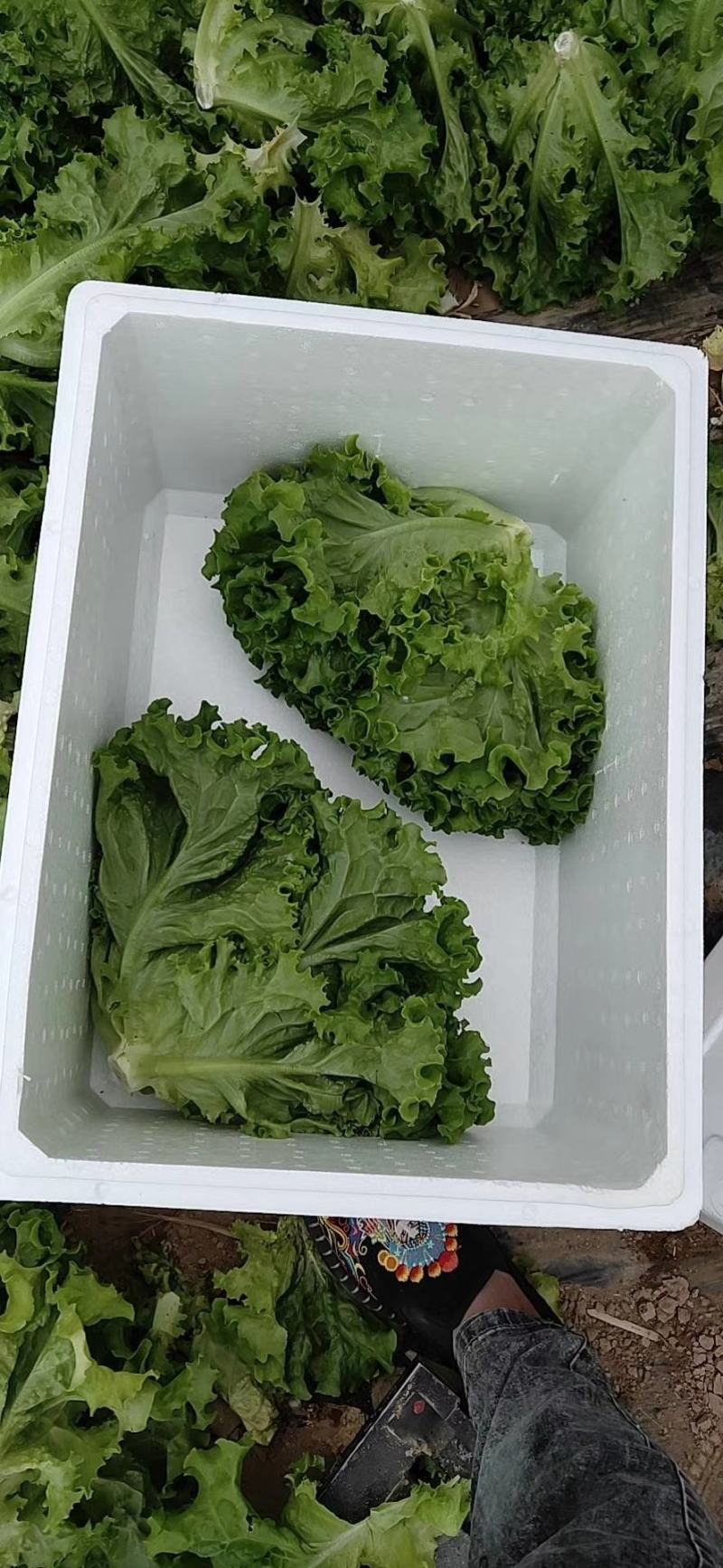 精品叶生菜