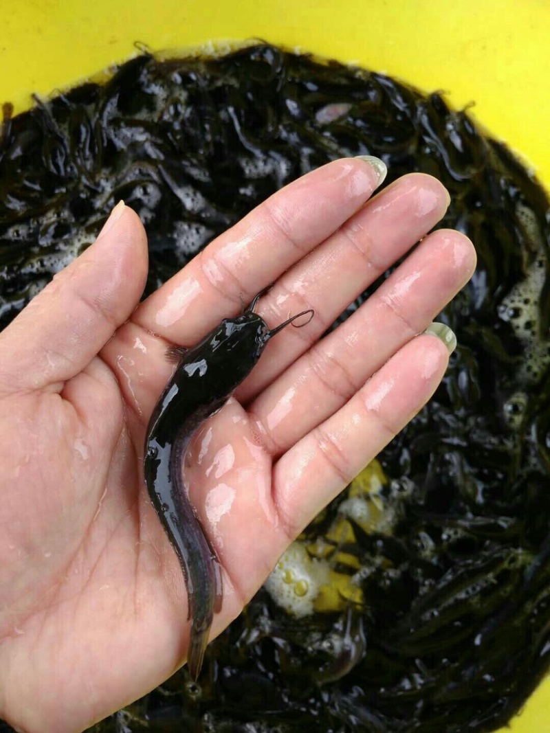 【埃及鱼苗】(大量供应支持全国发货）