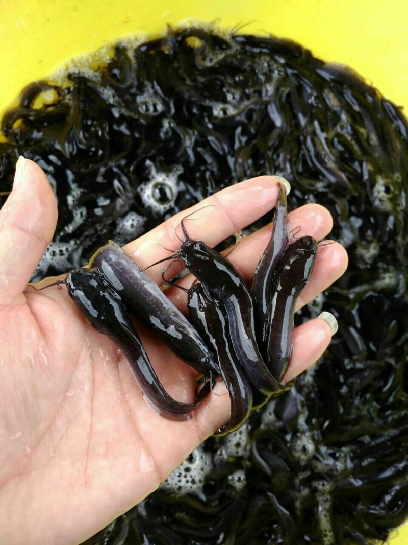 【埃及鱼苗】(大量供应支持全国发货）