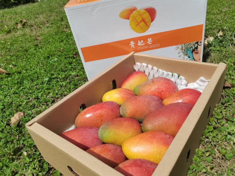 树上自然熟贵妃包邮