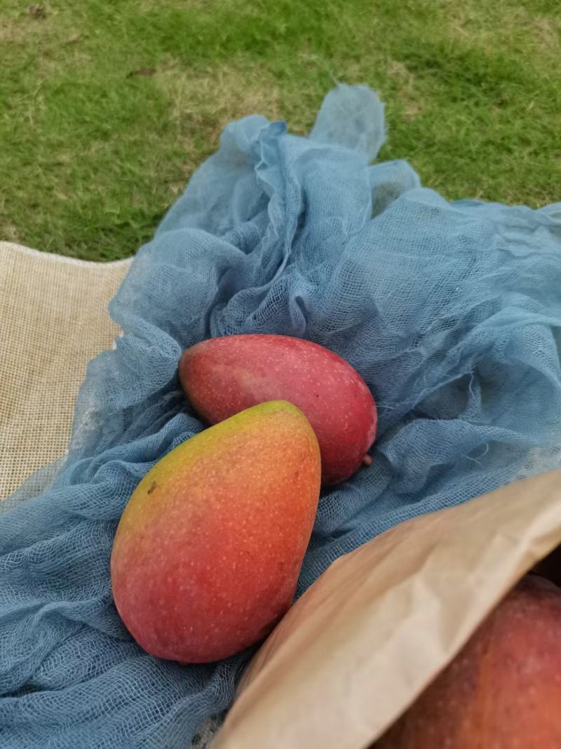 树上自然熟贵妃包邮