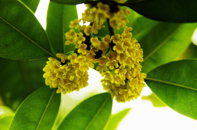 软叶丹桂品种特写