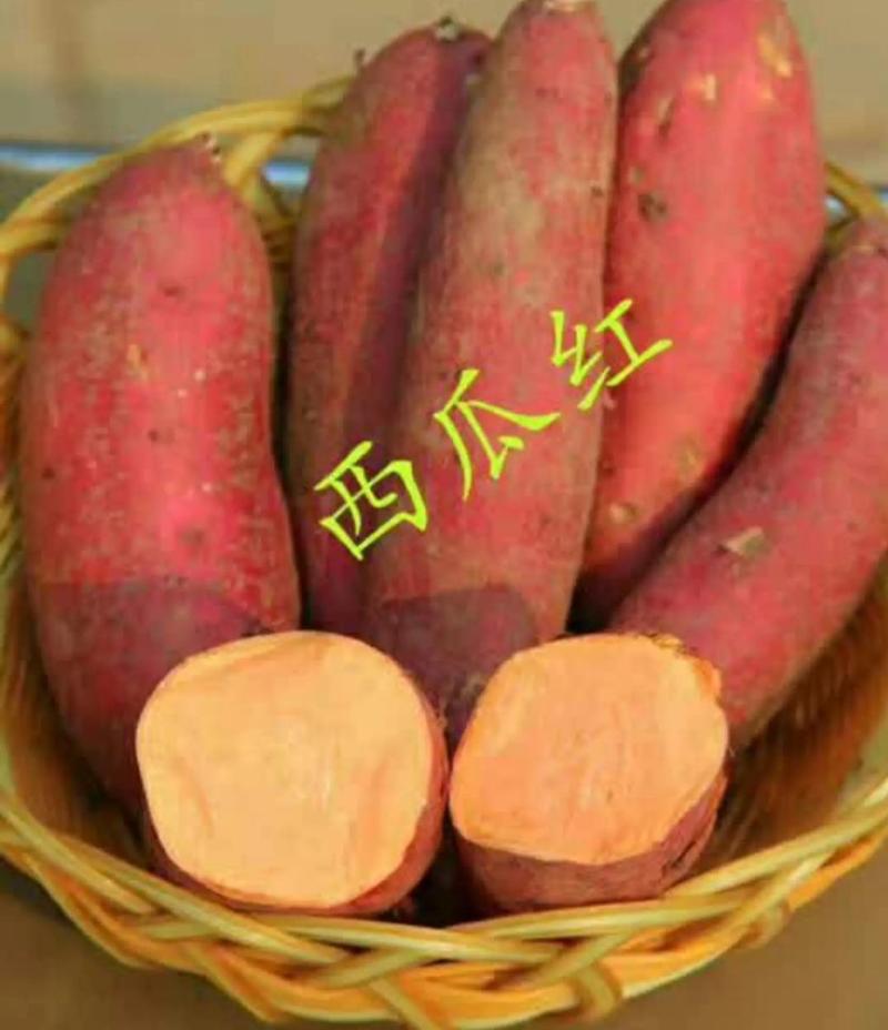 【河北农科院授权】嘉鸿公司脱毒西瓜红红薯苗