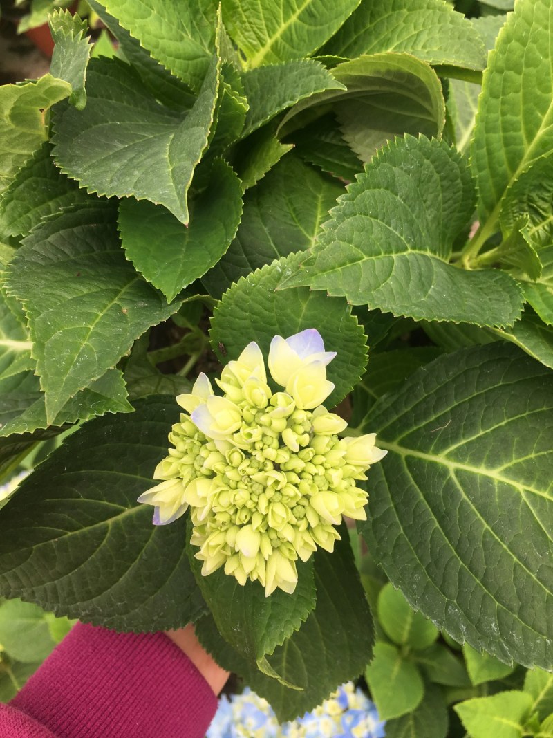 绣球花无尽夏盆栽室内庭院花卉八仙花开花植物