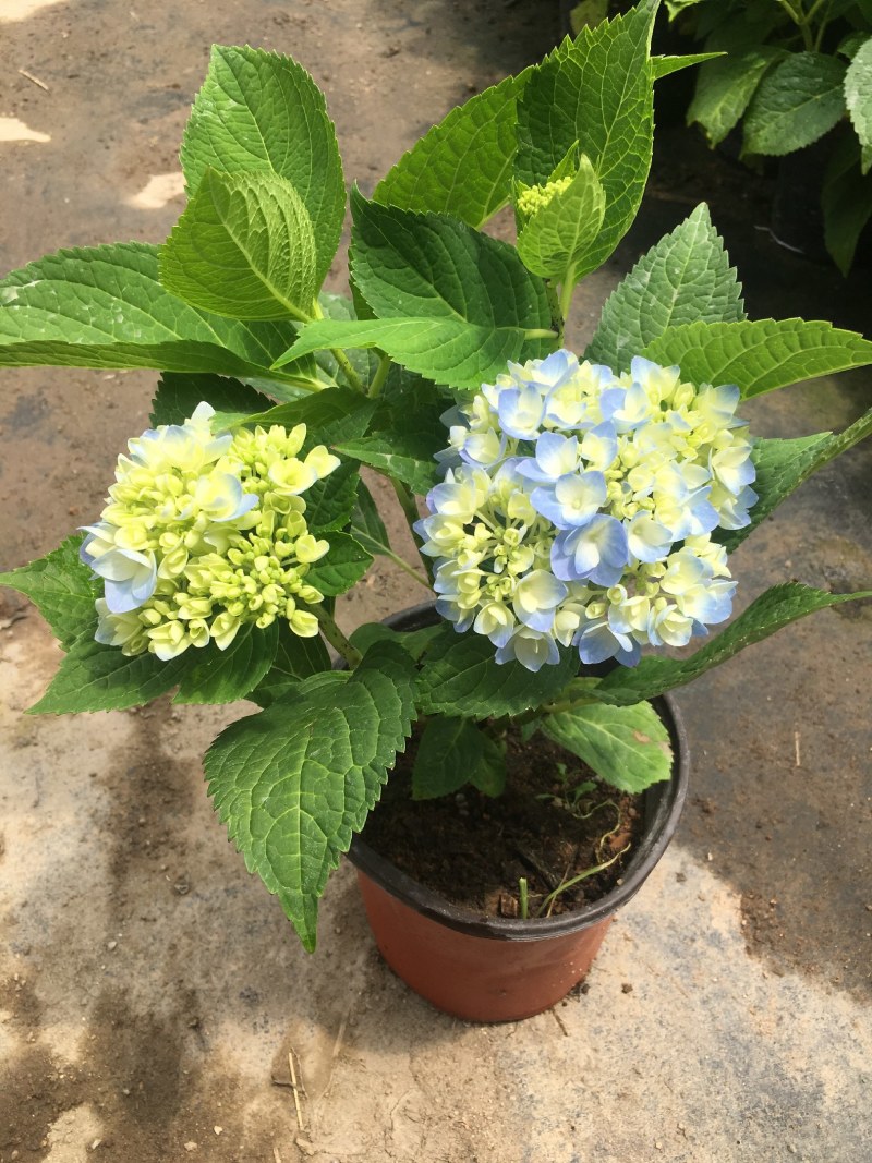 绣球花无尽夏盆栽室内庭院花卉八仙花开花植物