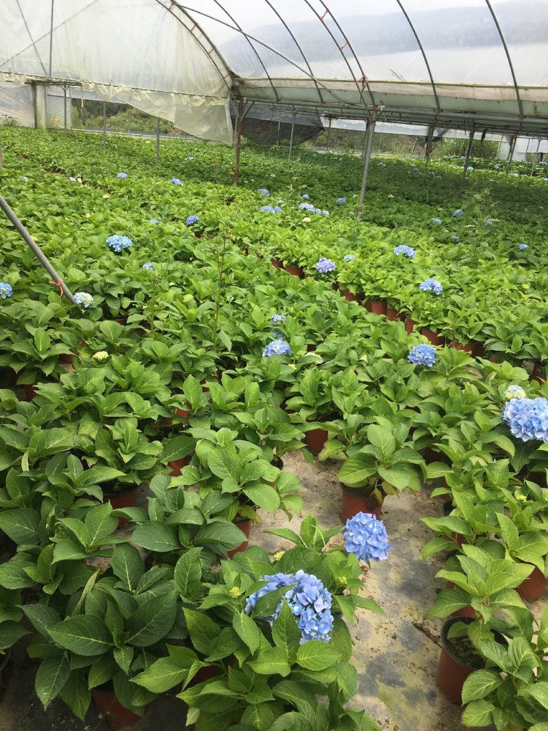 绣球花无尽夏盆栽室内庭院花卉八仙花开花植物