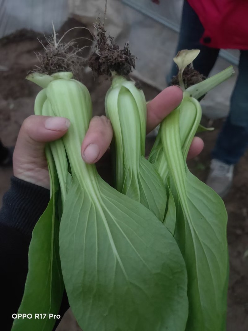 商丘精品上海青，小青菜，基地直供，大，中，小棵精品小青菜