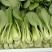 商丘精品上海青，小青菜，基地直供，大，中，小棵精品小青菜