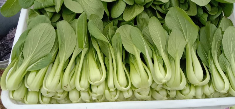 商丘精品上海青，小青菜，基地直供，大，中，小棵精品小青菜