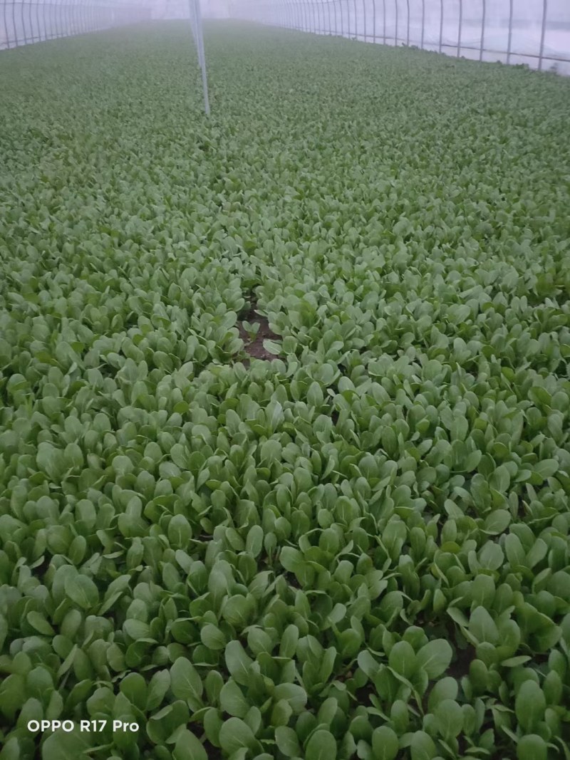 商丘精品上海青，小青菜，基地直供，大，中，小棵精品小青菜