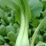商丘精品上海青，小青菜，基地直供，大，中，小棵精品小青菜
