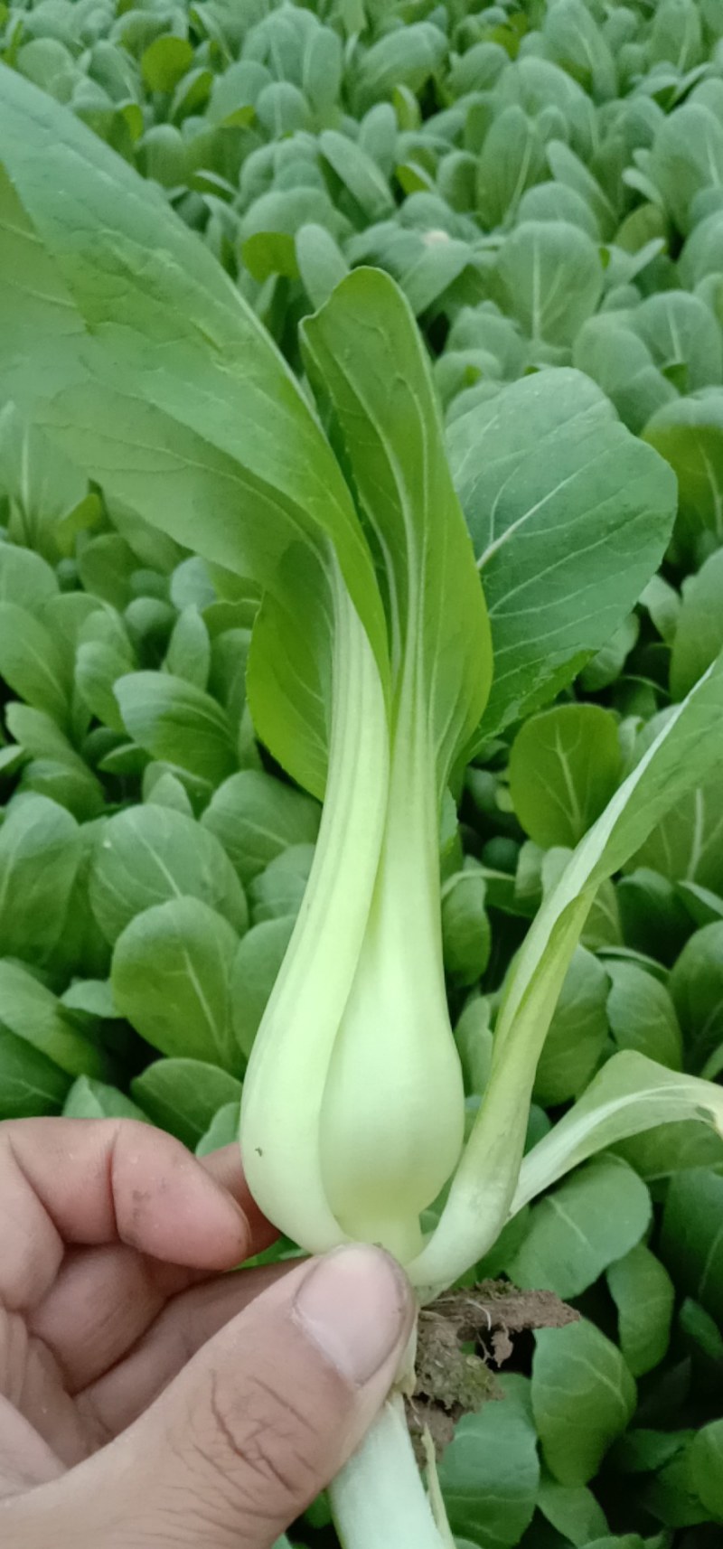 商丘精品上海青，小青菜，基地直供，大，中，小棵精品小青菜