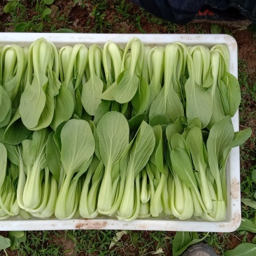 商丘精品上海青，小青菜，基地直供，大，中，小棵精品小青菜