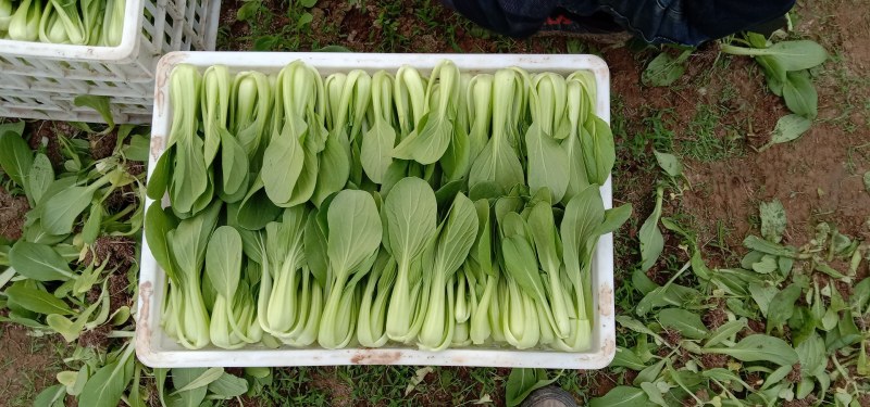 商丘精品上海青，小青菜，基地直供，大，中，小棵精品小青菜