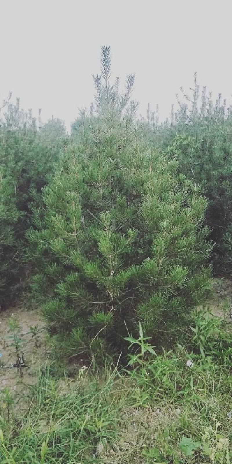 白皮松