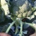 出售大量西蓝花