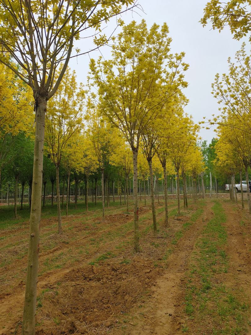 基地出售金叶白蜡8-10-12公分金叶白蜡