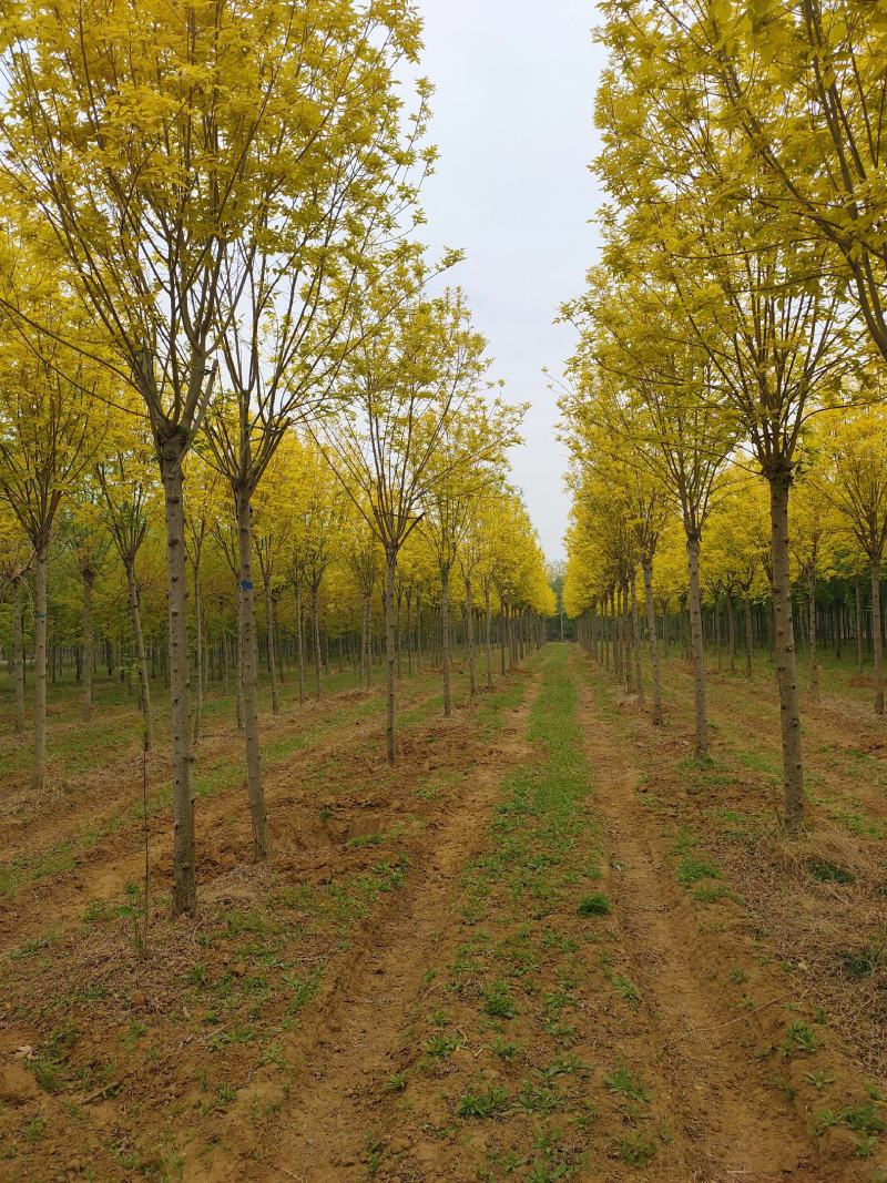 基地出售金叶白蜡8-10-12公分金叶白蜡