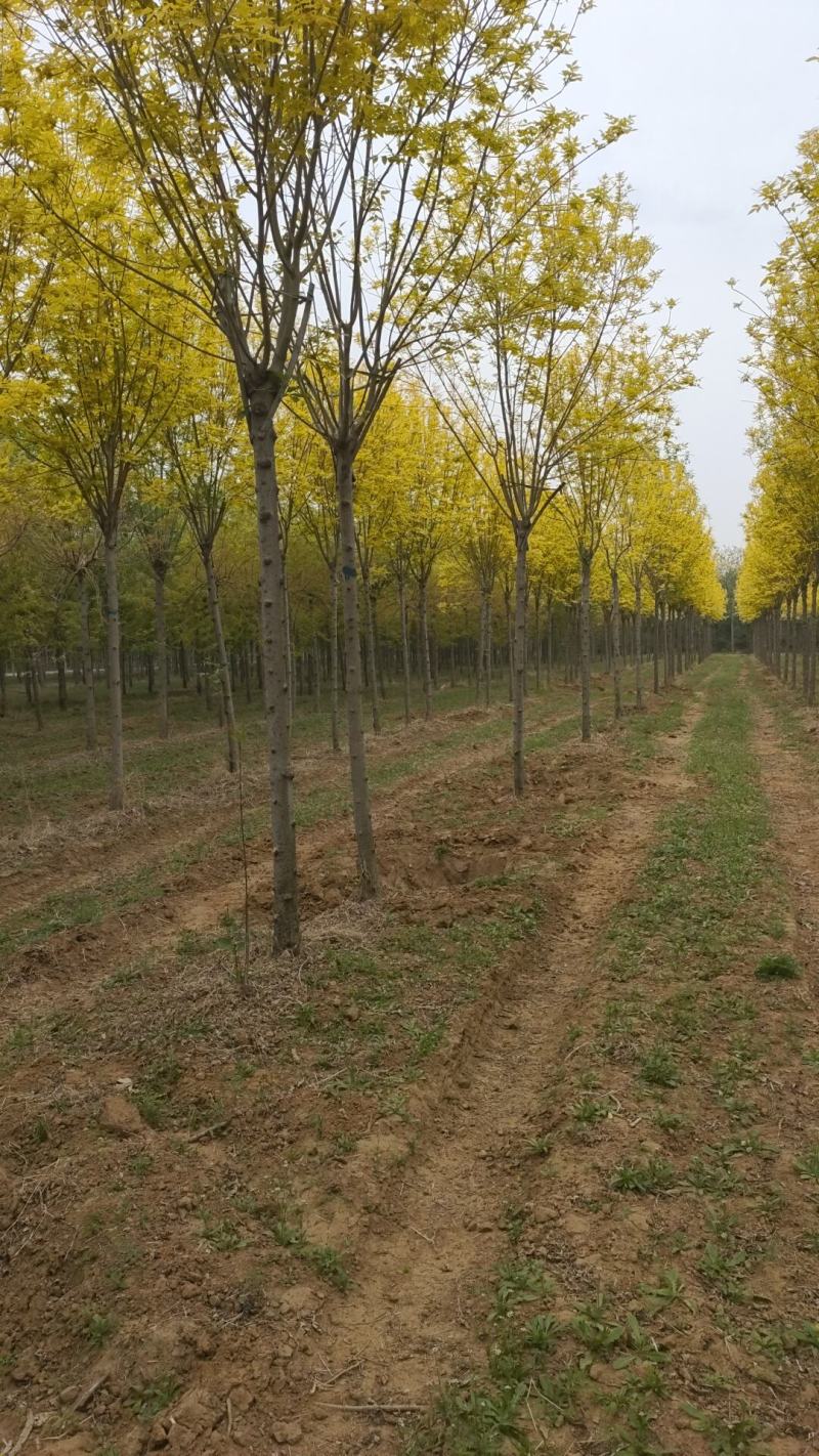 基地出售金叶白蜡8-10-12公分金叶白蜡