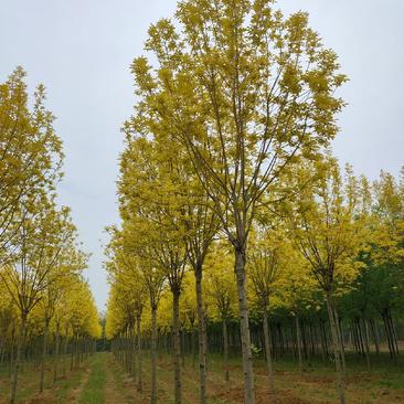 基地出售金叶白蜡8-10-12公分金叶白蜡