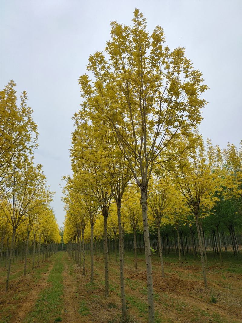 基地出售金叶白蜡8-10-12公分金叶白蜡