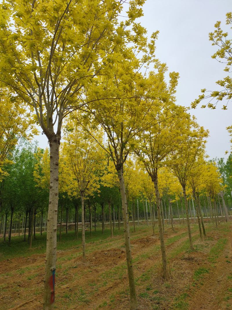 基地出售金叶白蜡8-10-12公分金叶白蜡
