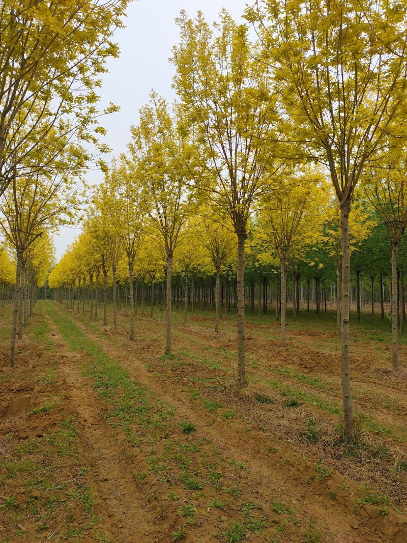 基地出售金叶白蜡8-10-12公分金叶白蜡