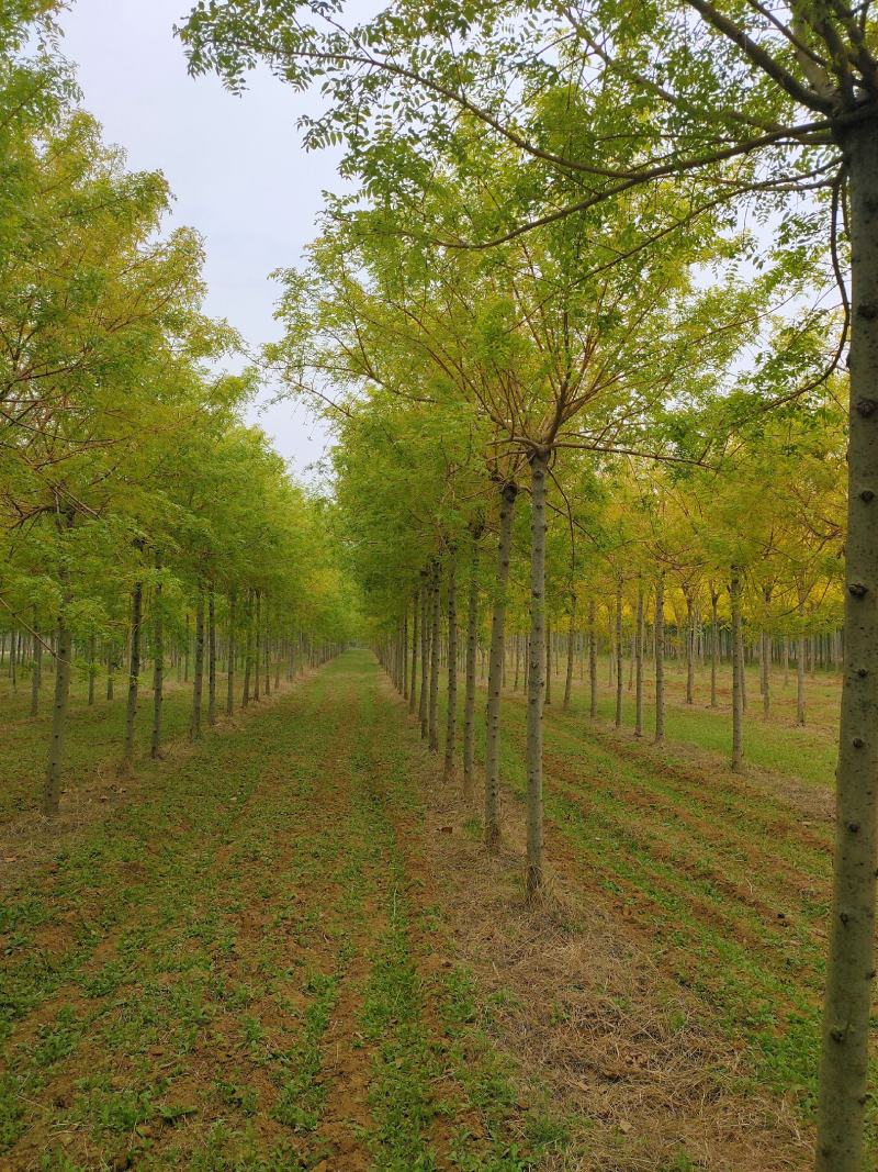 基地出售金枝白蜡8-10-12公分金枝白蜡