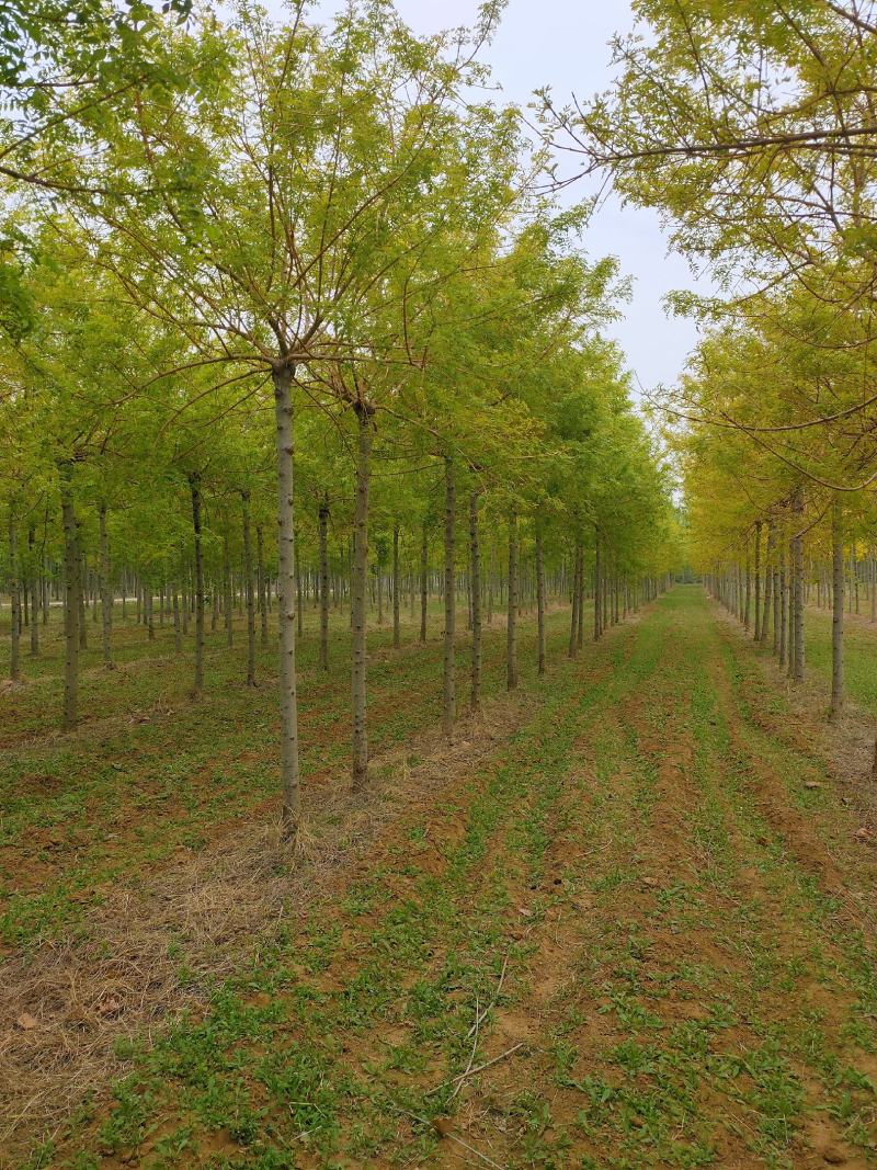 基地出售金枝白蜡8-10-12公分金枝白蜡