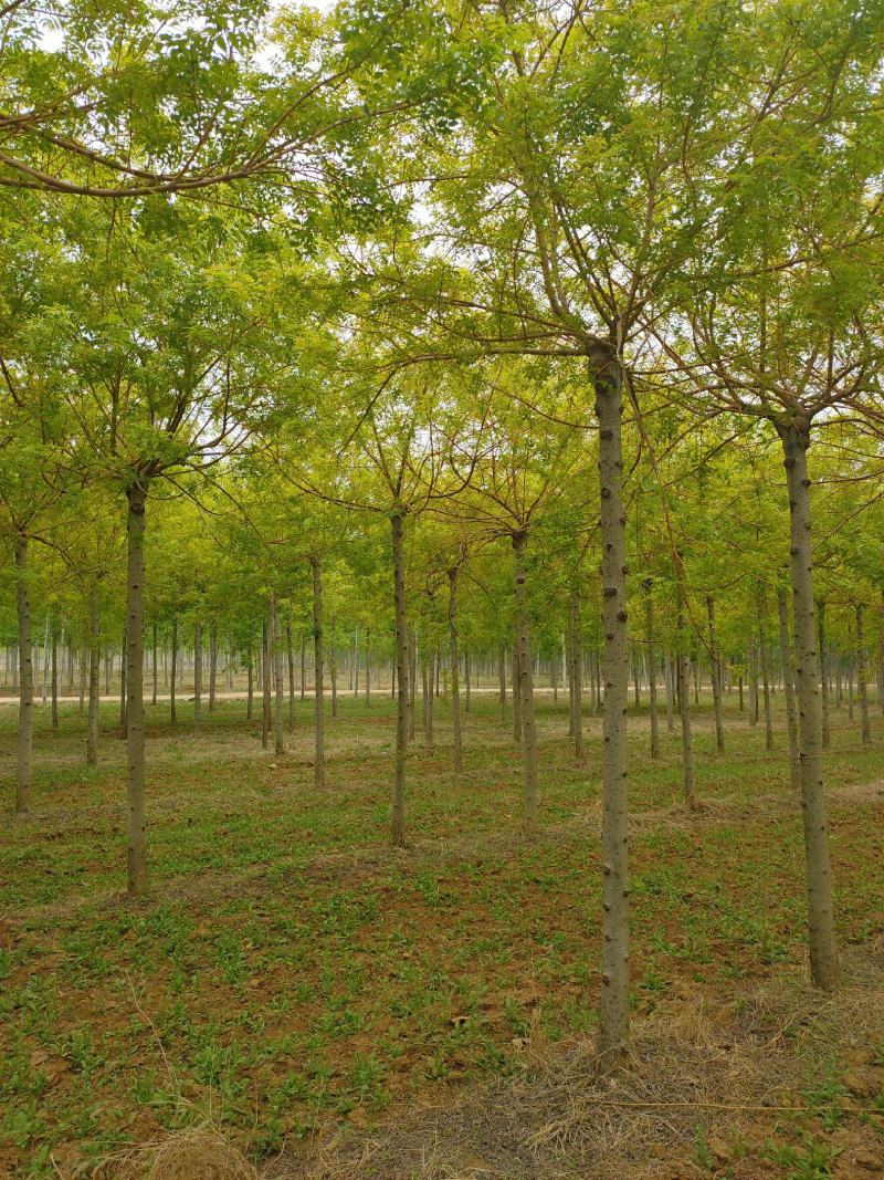 基地出售金枝白蜡8-10-12公分金枝白蜡