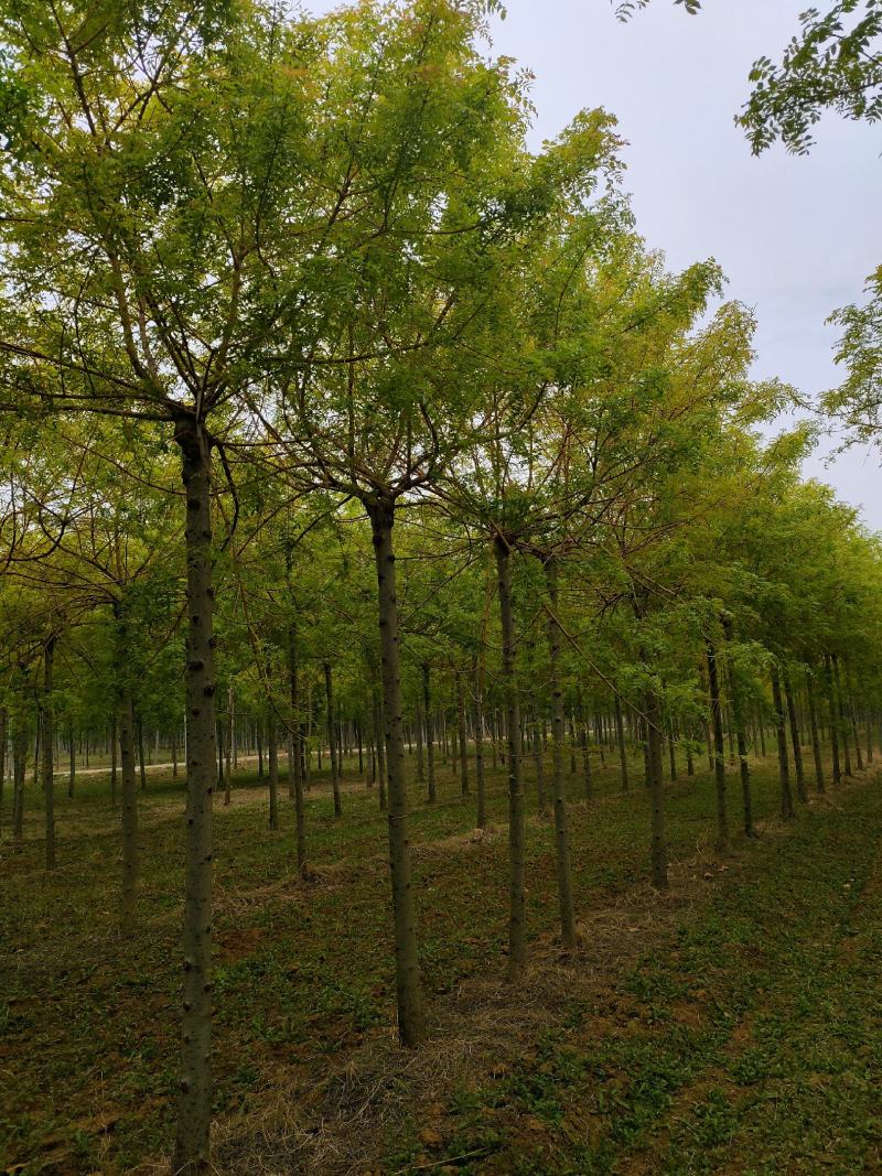 基地出售金枝白蜡8-10-12公分金枝白蜡